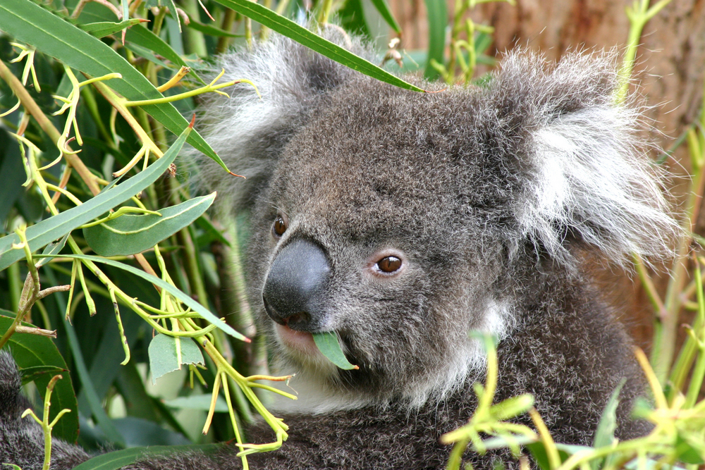 Koala na Wyspie Kangura w Australii